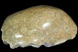 Polished Fossil Coral Head - Morocco #44926-2